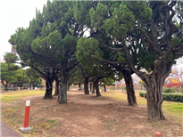 향기의 숲 이미지